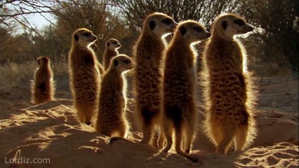 Dünyanın En Sinsi Kuşu "Drongo"