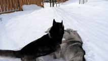 Puppy Husky plays with his dad in huge snowdrifts