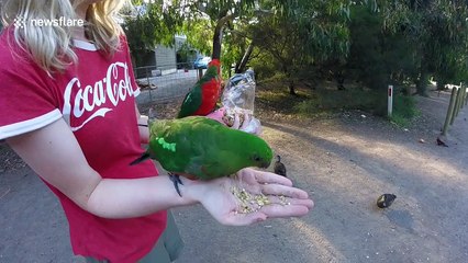 Watch 2 birds give a woman a huge scare when they fight over food