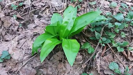 32. Czosnek niedzwiedzi wasciwosci i historia skad jego nazwa