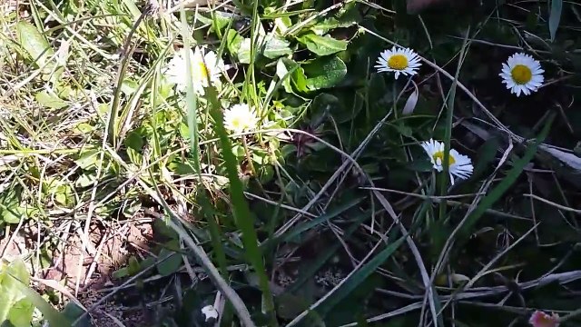 36. Stokrotka pozyteczny kwiat legenda wasciwosci magiczne