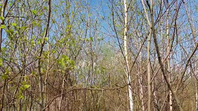 38. Magiczna brzoza zastosowanie magiczne zwyczaje legendy