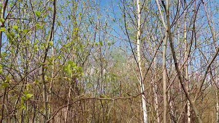 38. Magiczna brzoza zastosowanie magiczne zwyczaje legendy