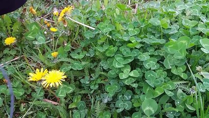 39. Mniszek Lekarski kwiat lisc wasciwosci