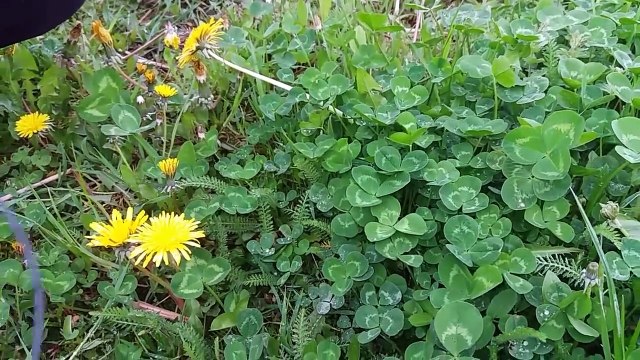 39. Mniszek Lekarski kwiat lisc wasciwosci