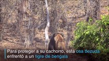 Una osa lucha contra un tigre de bengala