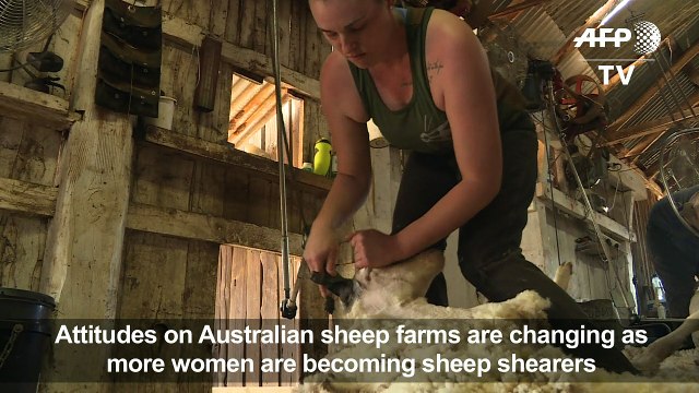 Shear success: women being drawn to sheep farms in Australia