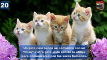 TOP 25 CURIOSIDADES SOBRE LOS GATOS. EL CURIOSO MUNDO DE LOS GATOS