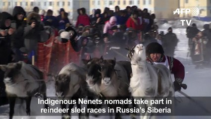 Indigenous Nenets hold annual reindeer race in Russia