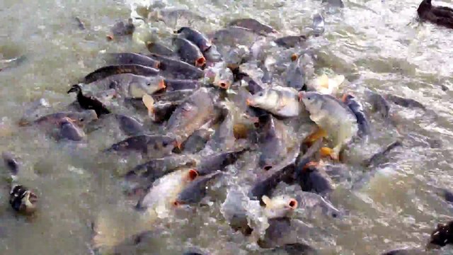 Il pense nourrir des canards mais ne s'attendait pas à ça