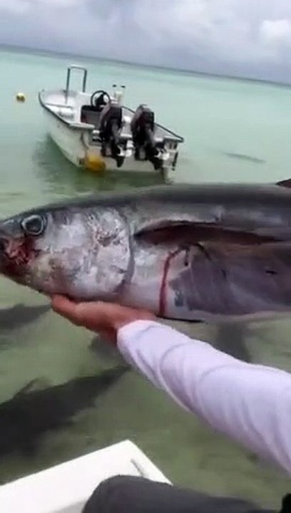 Ce pecheur jette un thon à la mer, en plein milieu d'un banc de carangues affamées. Regardez ce qui se passe