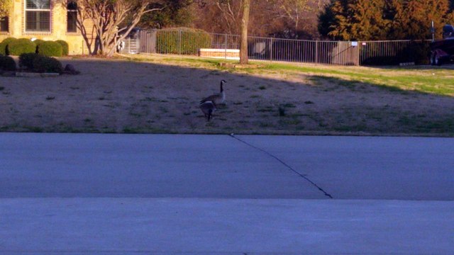 Little boy says geese eating grass are actually eating salad.