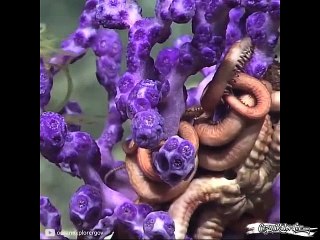 Dünyanın En Derin Noktası Mariana Çukurunda Sanki Bu Dünyaya Ait Değilmişcesine Görüntülenen Yaratıklar