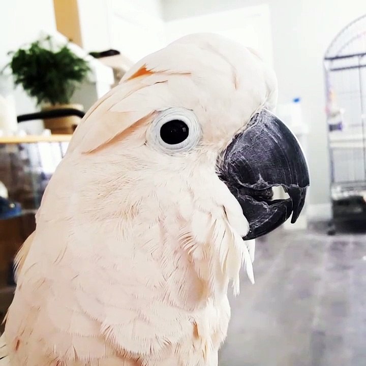 One Upset Bird