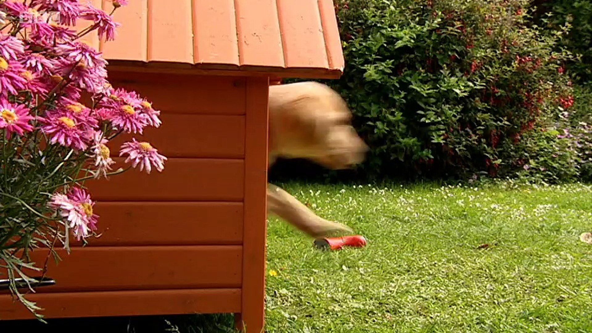 Big Barn Farm S01e19 Whats Up Ducks Video Dailymotion