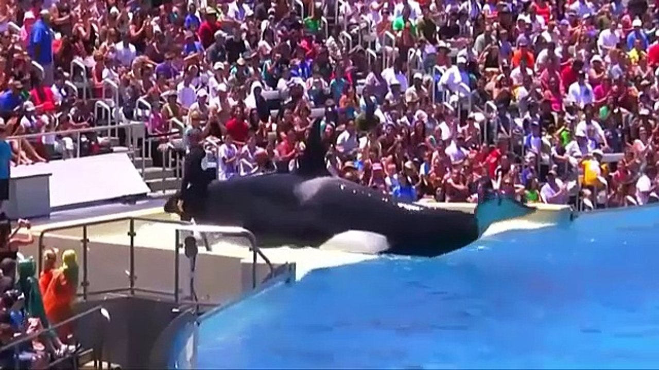 Dolphin circus 2018