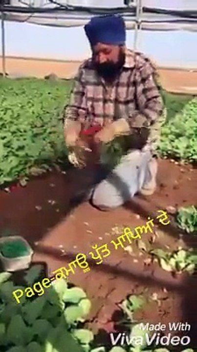 Pardesi yaar
