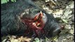 Top Hunting Video,Best of Wild Boar,Chasse Sanglier,Wildschweinjagd