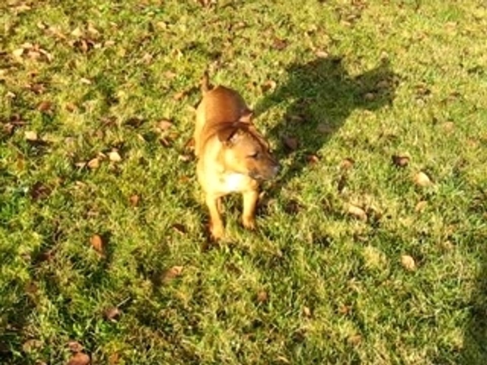 ELEVAGE DES TETES BRULEES