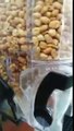 Cafards dans un distributeur de cacahuètes !
