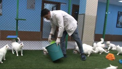 Koruma altında olan yılın ilk yavru Van kedileri dünyaya geldi