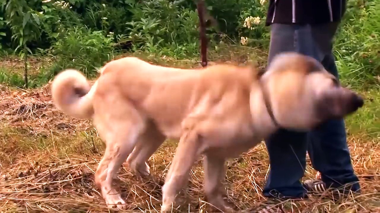 5 PERROS CAPACES DE MATAR A UN LOBO