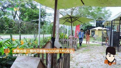 丘俊鑫 Lawrence Hiew 【鑫爷来咯】 强力推荐 Little Green Bee