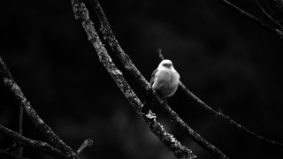Black And White Ave Trees bird
