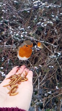 Il nourrit cet oiseau dans sa main... Adorable