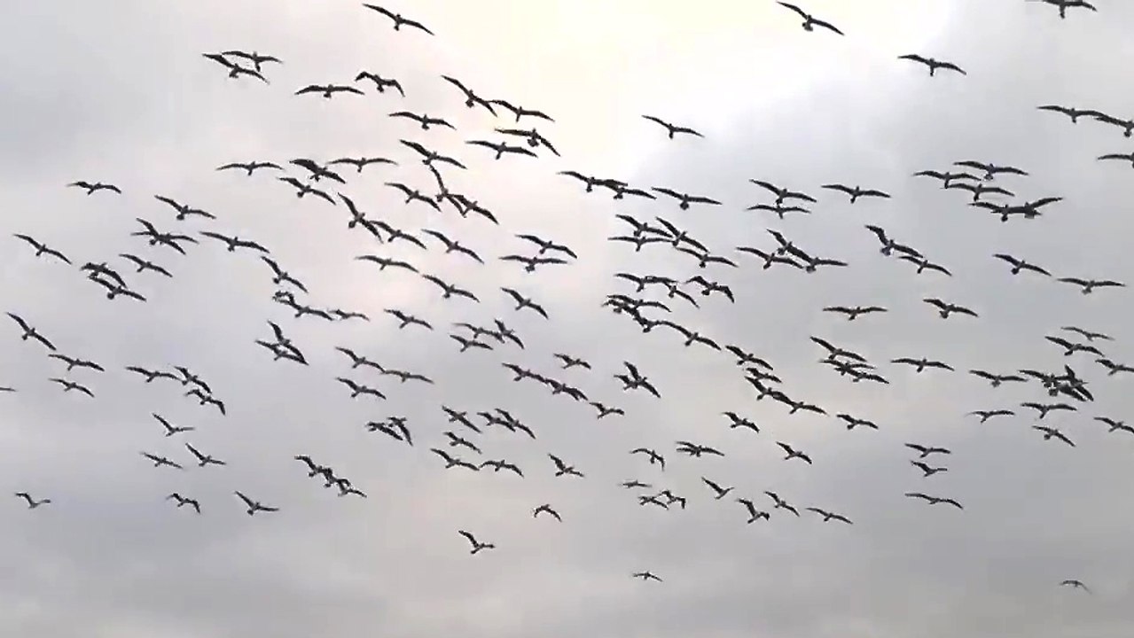 100 oiseaux plongent simultanément