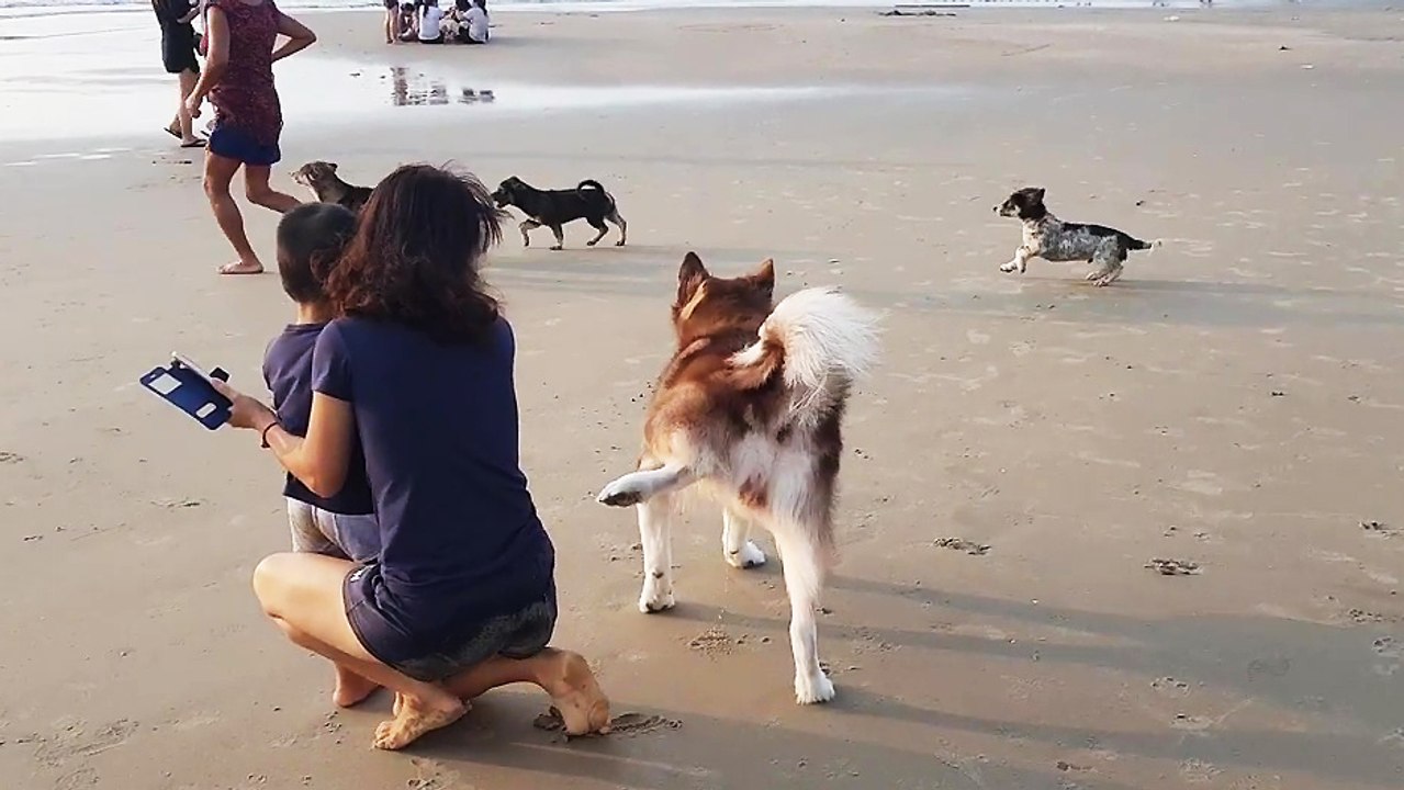 Un chien qui marque son territoire