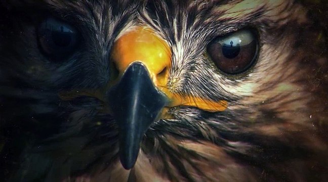 DVD ZOO S2 extrait Generique