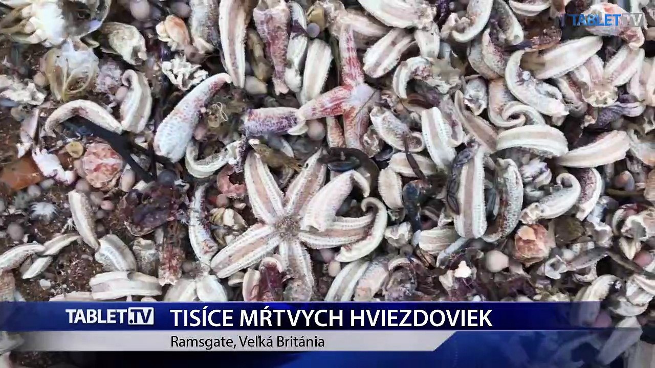 Smutný pohľad na anglickom pobreží: more vyplavilo tisícky mŕtvych hviezdoviek