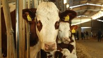 Et ve Süt Kurumu, 60 Bin Sığır İthal Edecek