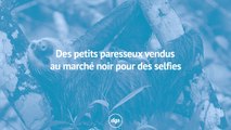 Des paresseux sauvages vendus au marché noir pour des selfies