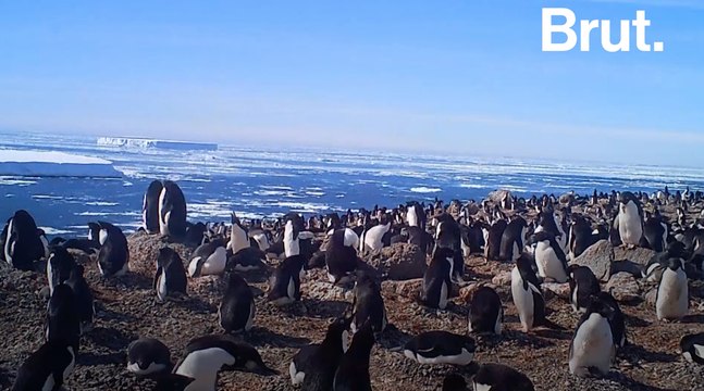 1,5 million de manchots découverts en Antarctique