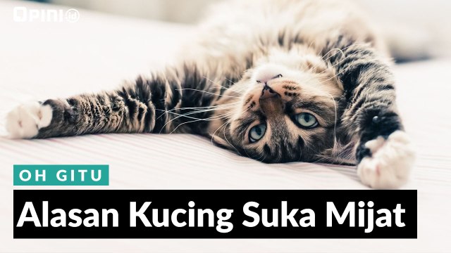 #1MENIT | Alasan Kucing Suka Memijat