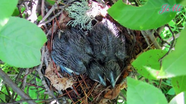 Cùng họ với tu hú nhưng loài chim này tự làm tổ và ấp trứng chứ không đẻ nhờ