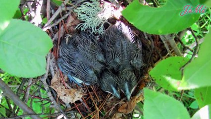 Cùng họ với tu hú nhưng loài chim này tự làm tổ và ấp trứng chứ không đẻ nhờ