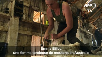 Journée internationale des femmes: portrait tondeuse de moutons