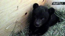 Orphaned Himalayan Bear Cub Gets Bear Necessities of Life