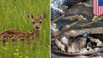 Burmese python in Florida devours much bigger deer - TomoNews