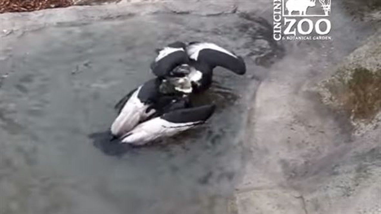 Könige des wassers? andenkondore erforschen neuen pool