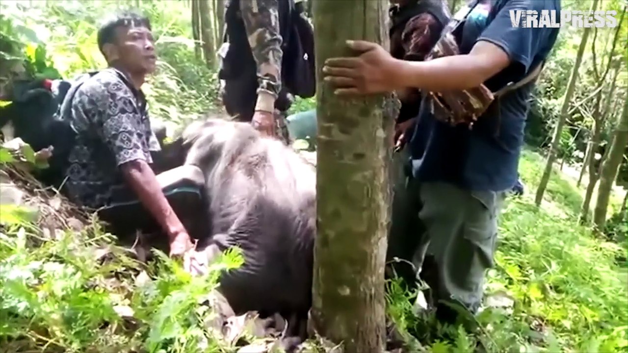 Stranded Baby Elephant Gets Leg Up