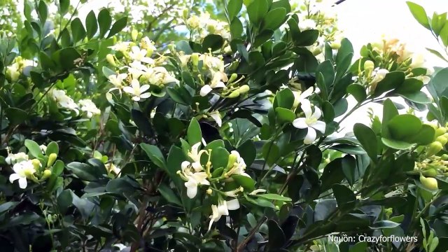 6 loại cây trang trí giúp cải thiện giấc ngủ hiệu quả