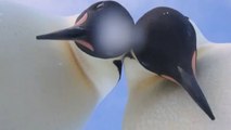 Emperor penguins snap selfie in Antarctica