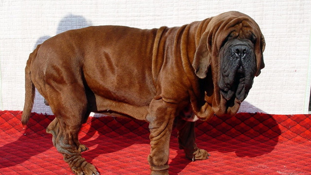 Korean Dosa Mastiff - Mee-Kyun Dosa