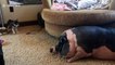 Pot-bellied pig refuses to be roused by noisy pomsky puppy