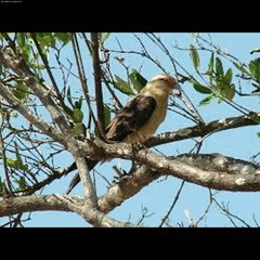 El Caricare Caracara o Guarro
