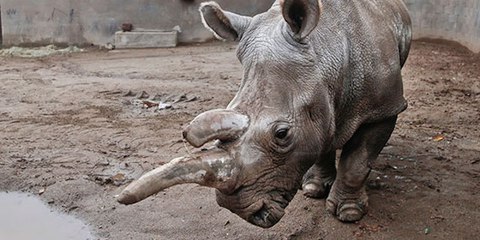 El último macho de rinoceronte blanco del Norte, gravemente enfermo